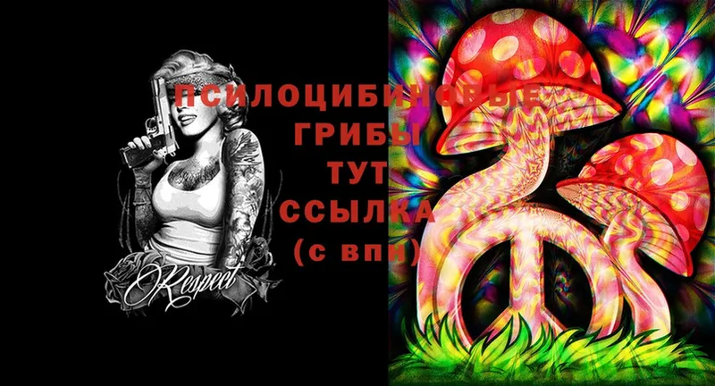 Галлюциногенные грибы Psilocybine cubensis  Бологое 